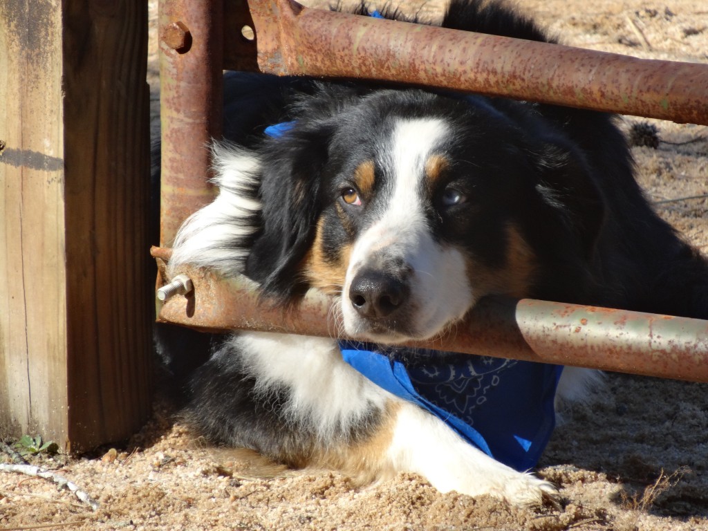 Drover